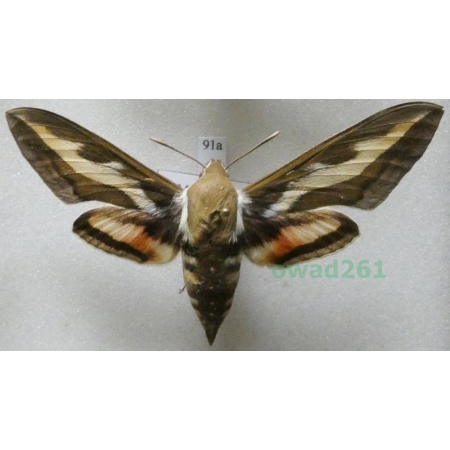 Hyles gallii (Rottemburg, 1775) Czech 66mm91a